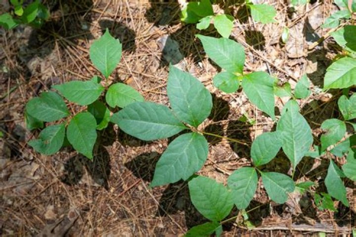 Can I grow poison ivy?
