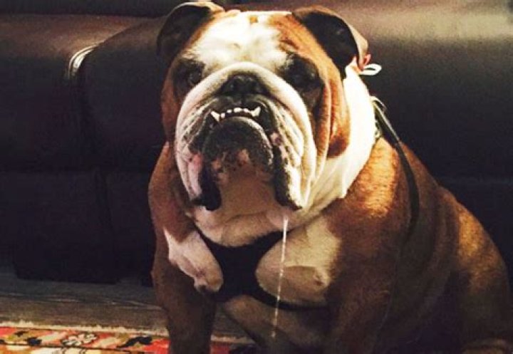 Do American bulldogs slobber?