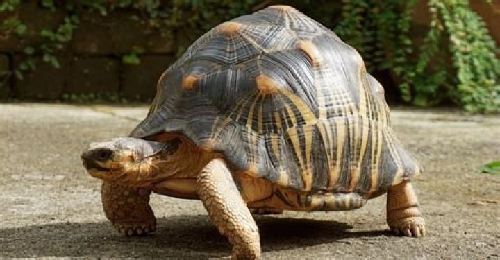 How do tortoises see?