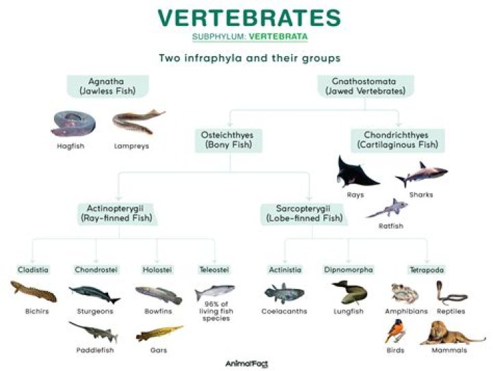 How do you tell if an animal is a vertebrate?