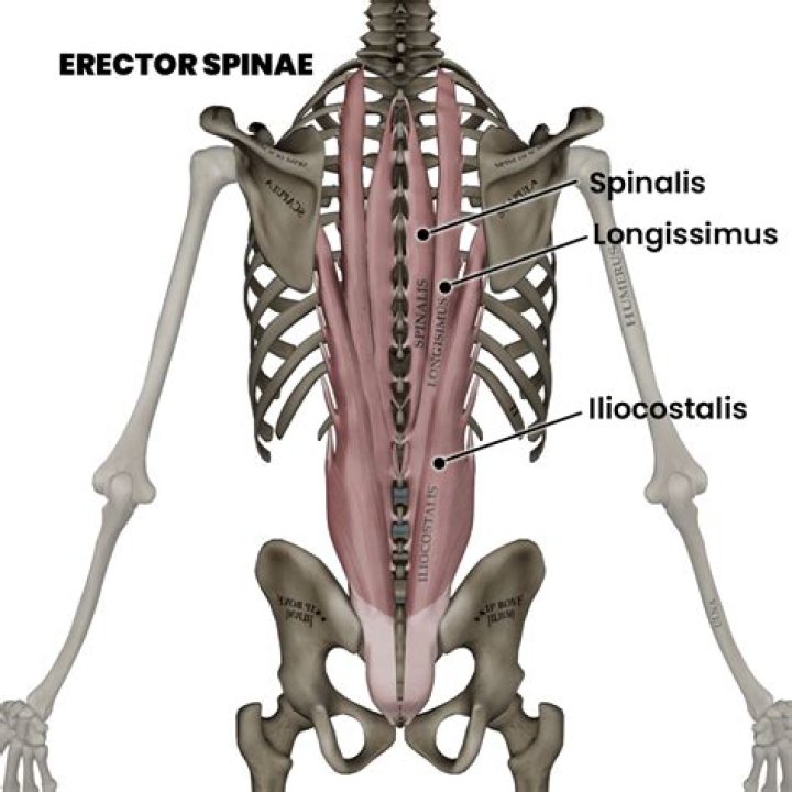 Is the erector spinae an axial muscle?