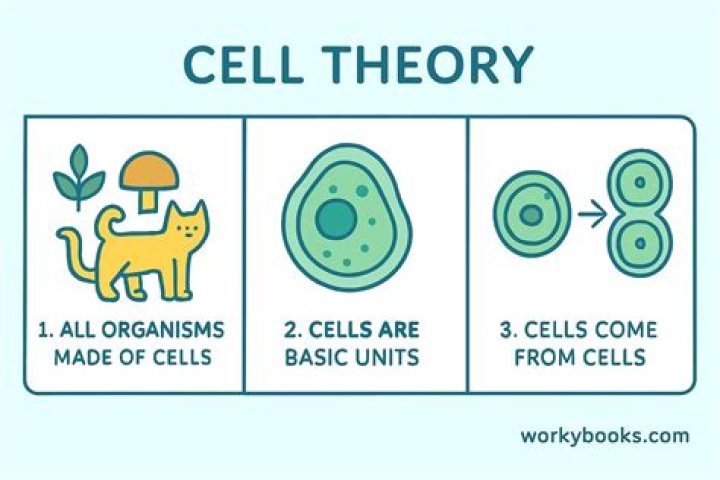 What is an example of a cell theory?
