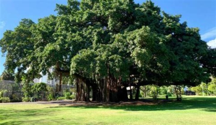 What type of root are the hanging structures in a banyan tree?
